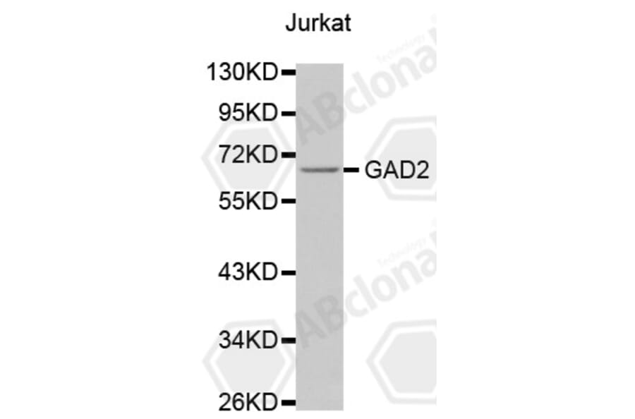 Western Blot - Anti-GAD2 Antibody (A0779) - Antibodies.com