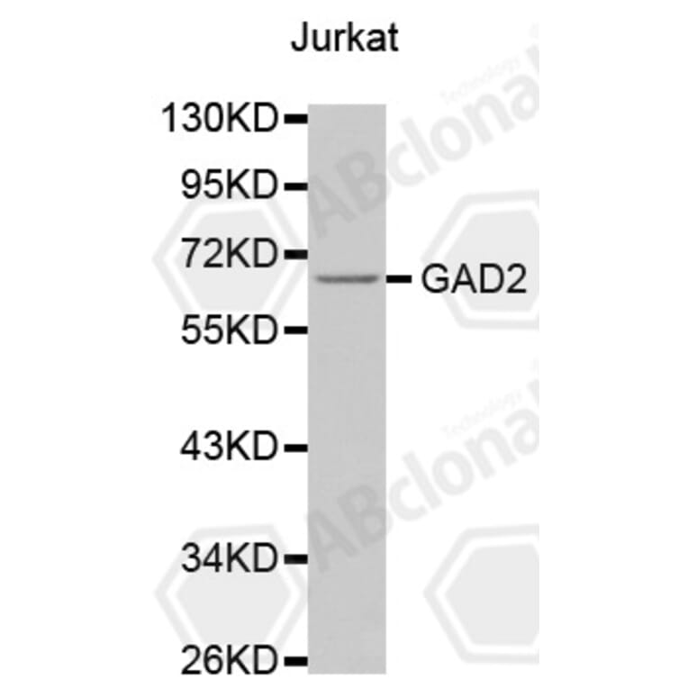 Western Blot - Anti-GAD2 Antibody (A0779) - Antibodies.com
