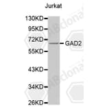Western Blot - Anti-GAD2 Antibody (A0779) - Antibodies.com