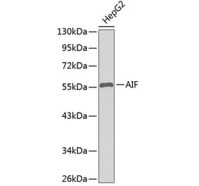 Western Blot - Anti-AIF Antibody (A8473) - Antibodies.com