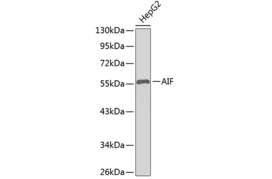 Western Blot - Anti-AIF Antibody (A8473) - Antibodies.com
