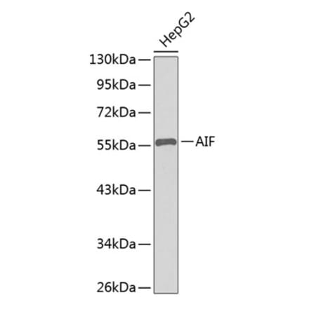 Western Blot - Anti-AIF Antibody (A8473) - Antibodies.com