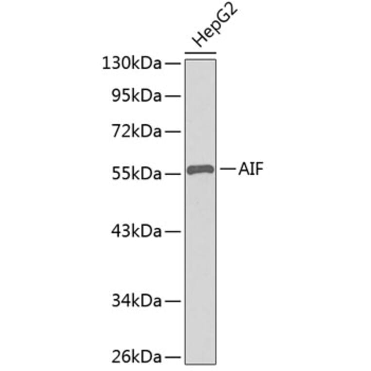 Western Blot - Anti-AIF Antibody (A8473) - Antibodies.com