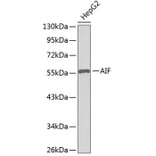 Western Blot - Anti-AIF Antibody (A8473) - Antibodies.com
