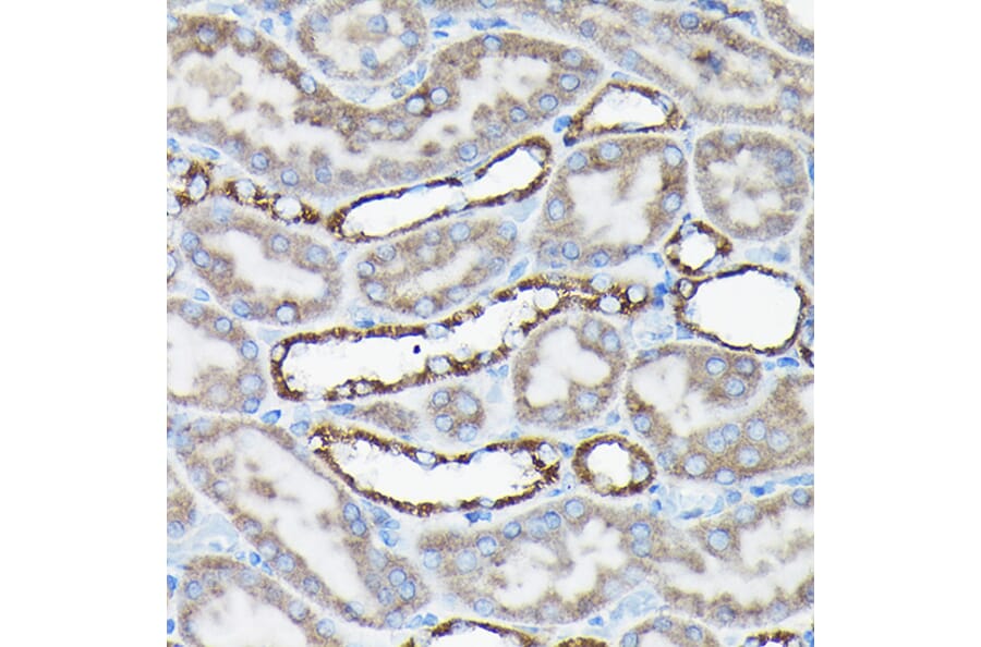 Immunohistochemistry - Anti-AIF Antibody (A8473) - Antibodies.com