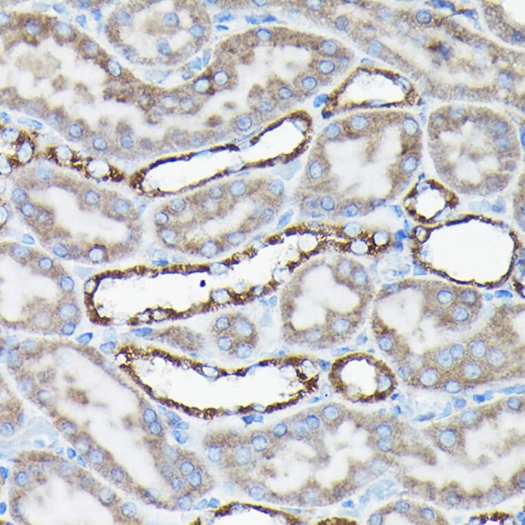 Immunohistochemistry - Anti-AIF Antibody (A8473) - Antibodies.com