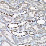 Immunohistochemistry - Anti-AIF Antibody (A8473) - Antibodies.com