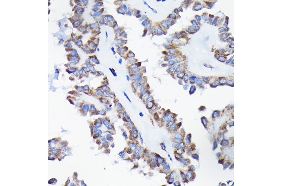 Immunohistochemistry - Anti-AIF Antibody (A8473) - Antibodies.com