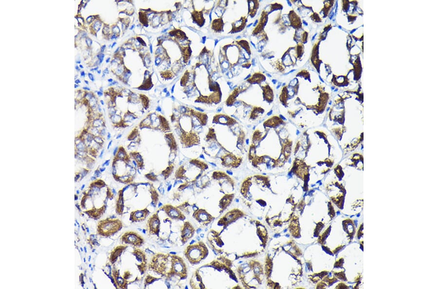Immunohistochemistry - Anti-AIF Antibody (A8473) - Antibodies.com