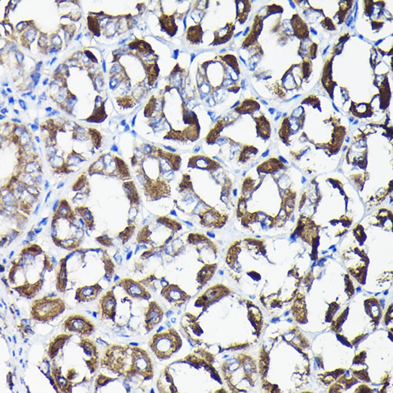Immunohistochemistry - Anti-AIF Antibody (A8473) - Antibodies.com