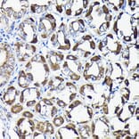 Immunohistochemistry - Anti-AIF Antibody (A8473) - Antibodies.com