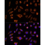 Immunofluorescence - Anti-AIF Antibody (A8473) - Antibodies.com