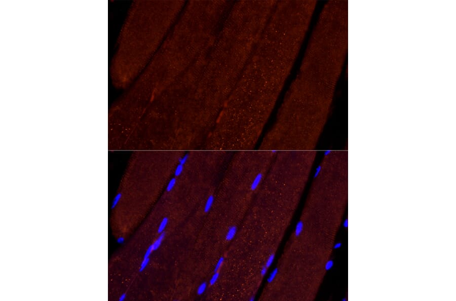 Immunofluorescence - Anti-AIF Antibody (A8473) - Antibodies.com