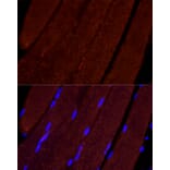 Immunofluorescence - Anti-AIF Antibody (A8473) - Antibodies.com