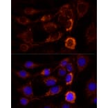 Immunofluorescence - Anti-AIF Antibody (A8473) - Antibodies.com
