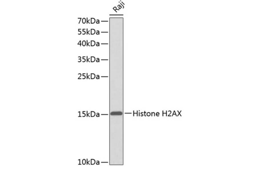 Western Blot - Anti-Histone H2AX Antibody (A0823) - Antibodies.com