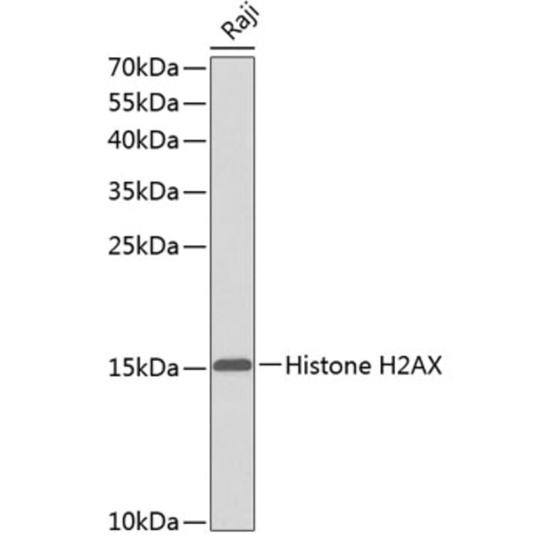 Western Blot - Anti-Histone H2AX Antibody (A0823) - Antibodies.com