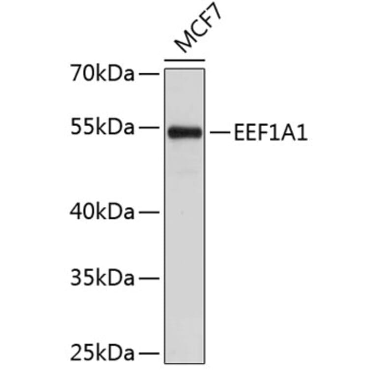 Western Blot - Anti-EEF1A1 Antibody (A0831) - Antibodies.com