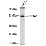 Western Blot - Anti-EEF1A1 Antibody (A0831) - Antibodies.com