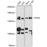 Western Blot - Anti-ITGA5 Antibody (A0832) - Antibodies.com
