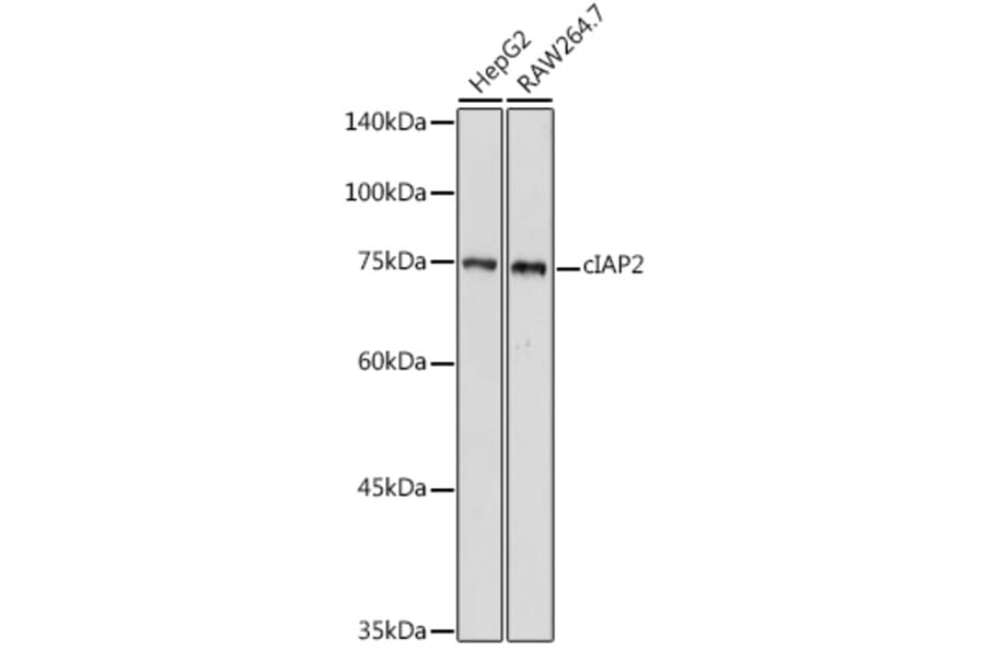 Western Blot - Anti-cIAP2 Antibody (A8479) - Antibodies.com