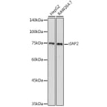 Western Blot - Anti-cIAP2 Antibody (A8479) - Antibodies.com
