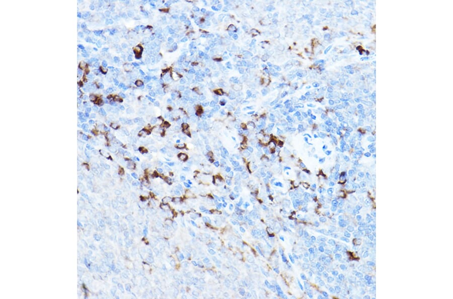 Immunohistochemistry - Anti-cIAP2 Antibody (A8479) - Antibodies.com