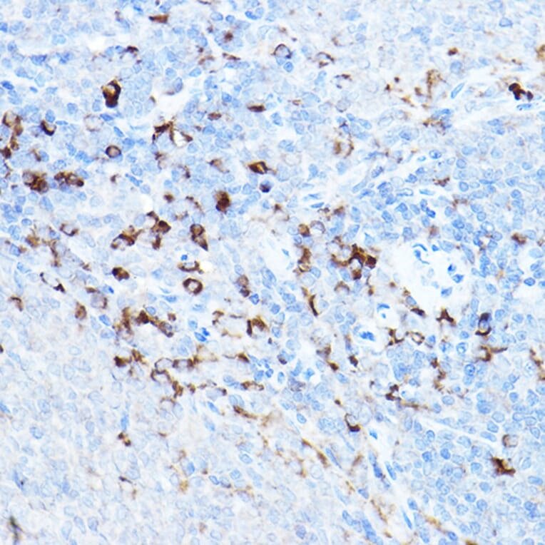Immunohistochemistry - Anti-cIAP2 Antibody (A8479) - Antibodies.com