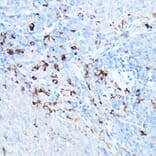 Immunohistochemistry - Anti-cIAP2 Antibody (A8479) - Antibodies.com