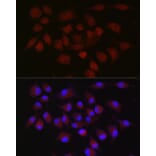 Immunofluorescence - Anti-cIAP2 Antibody (A8479) - Antibodies.com