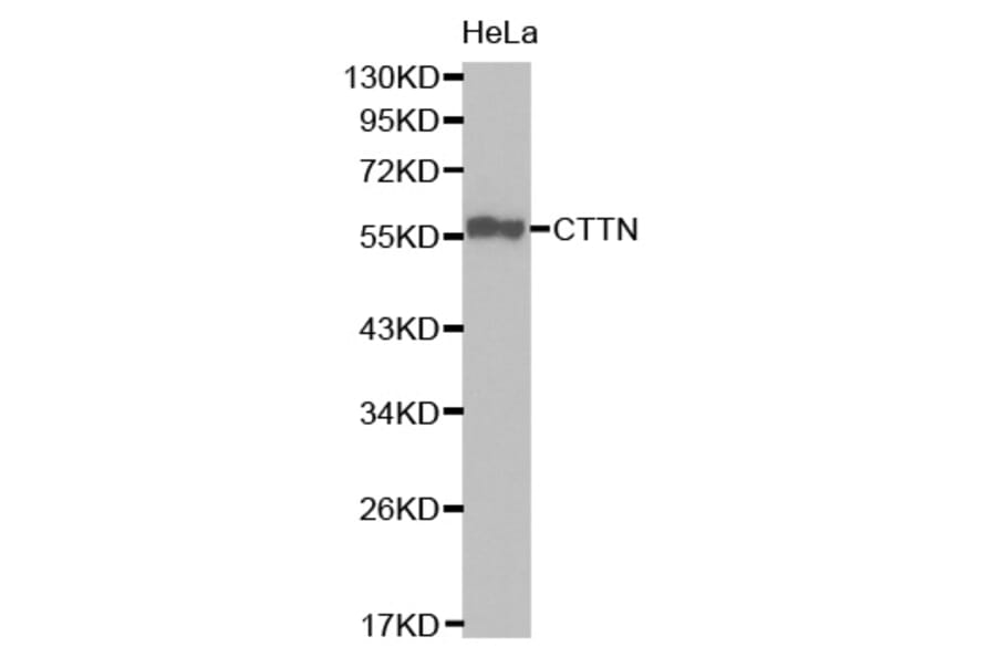 Western Blot - Anti-CTTN Antibody (A0841) - Antibodies.com