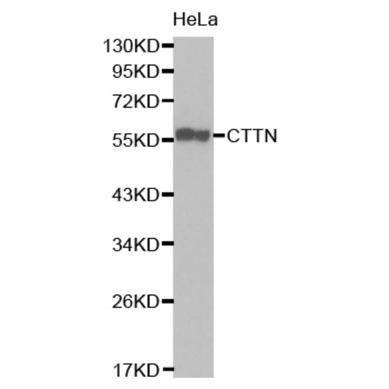Western Blot - Anti-CTTN Antibody (A0841) - Antibodies.com