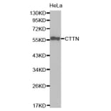 Western Blot - Anti-CTTN Antibody (A0841) - Antibodies.com