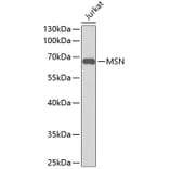 Western Blot - Anti-MSN Antibody (A0847) - Antibodies.com
