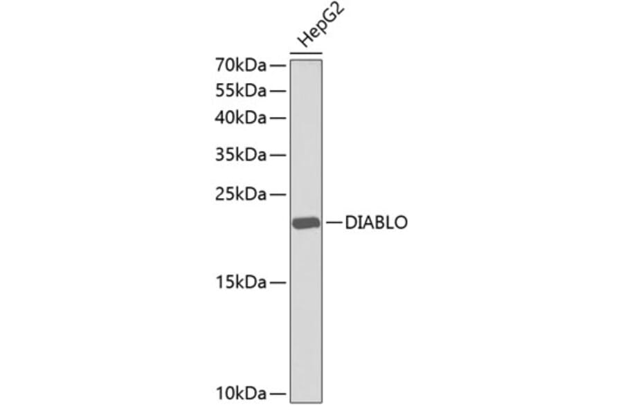 Western Blot - Anti-DIABLO Antibody (A0853) - Antibodies.com