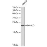 Western Blot - Anti-DIABLO Antibody (A0853) - Antibodies.com