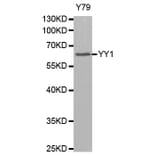 Western Blot - Anti-YY1 Antibody (A0856) - Antibodies.com
