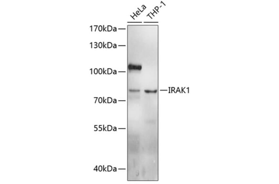 Western Blot - Anti-IRAK1 Antibody (A0893) - Antibodies.com