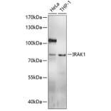 Western Blot - Anti-IRAK1 Antibody (A0893) - Antibodies.com