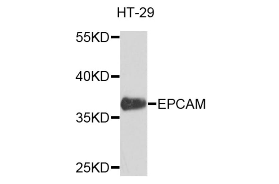 Western Blot - Anti-EpCAM Antibody (A0895) - Antibodies.com