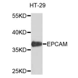Western Blot - Anti-EpCAM Antibody (A0895) - Antibodies.com