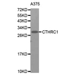 Western Blot - Anti-CTHRC1 Antibody (A0940) - Antibodies.com
