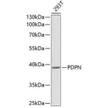 Western Blot - Anti-PDPN Antibody (A0956) - Antibodies.com