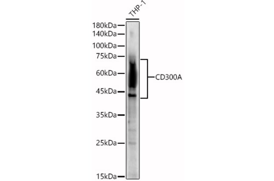 Western Blot - Anti-CD300a Antibody (A8501) - Antibodies.com