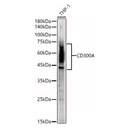 Western Blot - Anti-CD300a Antibody (A8501) - Antibodies.com