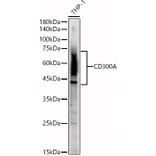 Western Blot - Anti-CD300a Antibody (A8501) - Antibodies.com