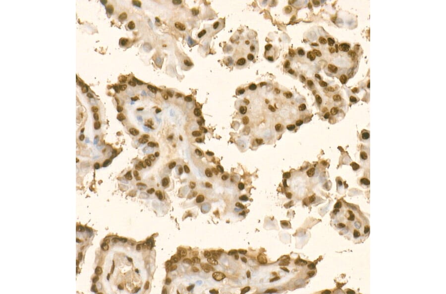 Immunohistochemistry - Anti-KLF6 Antibody (A8504) - Antibodies.com