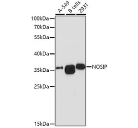 Western Blot - Anti-NOSIP Antibody (A8508) - Antibodies.com