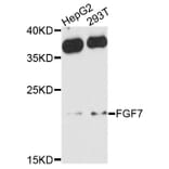 Western Blot - Anti-FGF7 Antibody (A10028) - Antibodies.com