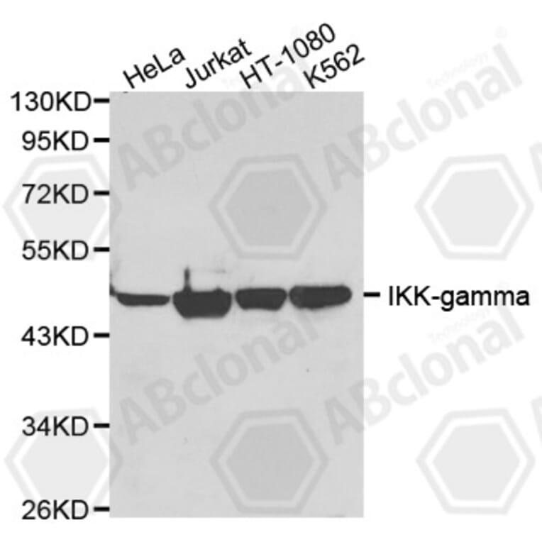 Western Blot - Anti-IKKG Antibody (A1003) - Antibodies.com